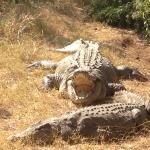 Livingstone Reptile Park
