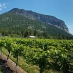 Sunnybrae Vineyards And Winery