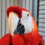 The Landing Zone Parrot Sanctuary, Inc.