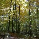 Marion Woods Nature Preserve - Acres Land Trust
