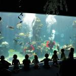 Aquarium Des Lagons Nouvelle Caledonie