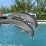 Dolphin Discovery Grand Cayman